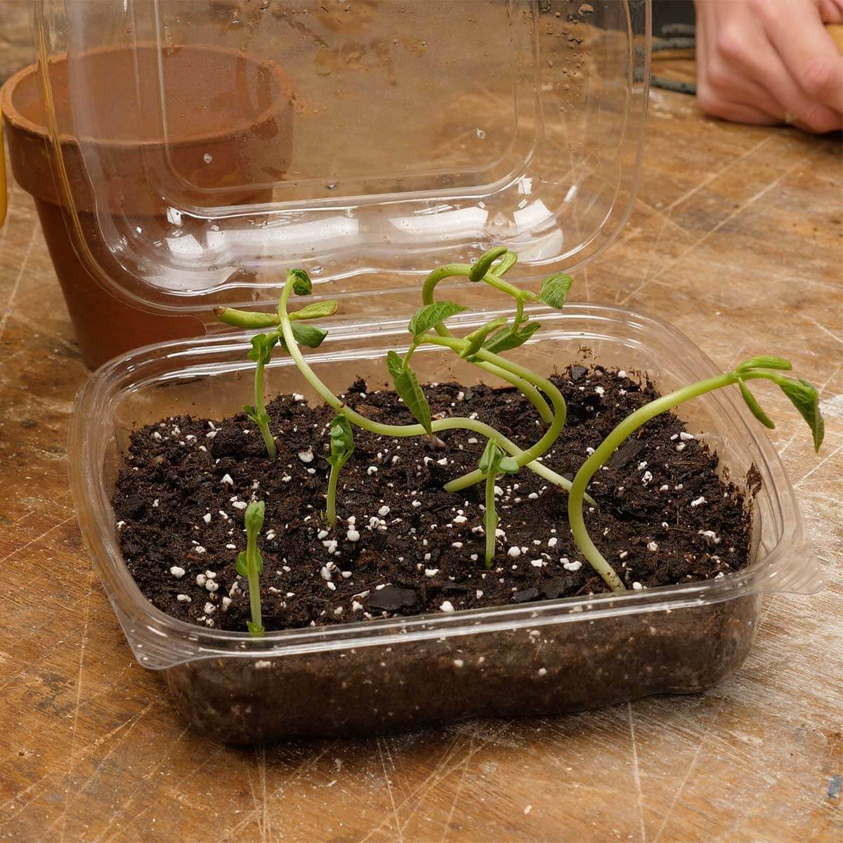Sprouts are growing in moist soil inside a clear plastic container, with a terracotta pot beside it on a wooden surface.