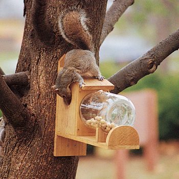 A squirrel is climbing on a wooden feeder, reaching into a glass jar filled with peanuts, attached to a tree in a natural outdoor setting.