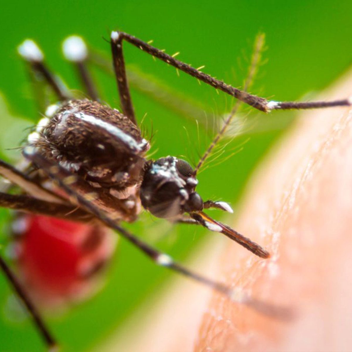 16 Best Ways to Get Rid of Mosquitoes in Your House & Backyard (& Keep Them Away)