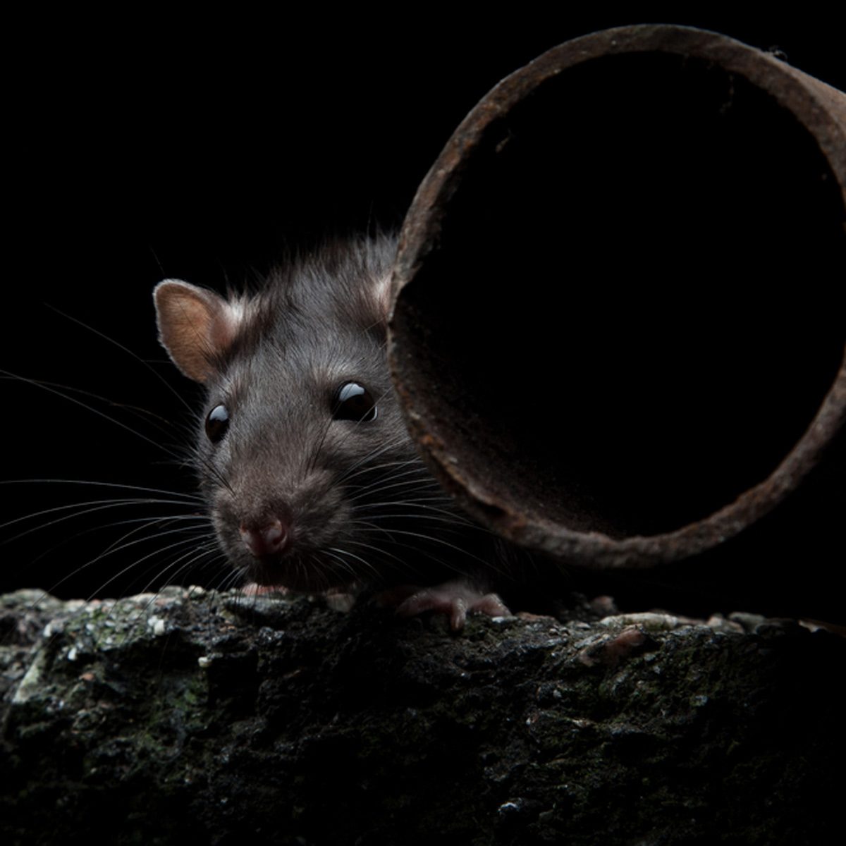 A rat peers out from behind a rusty pipe, seated on a dark, textured surface, with minimal lighting highlighting its features.