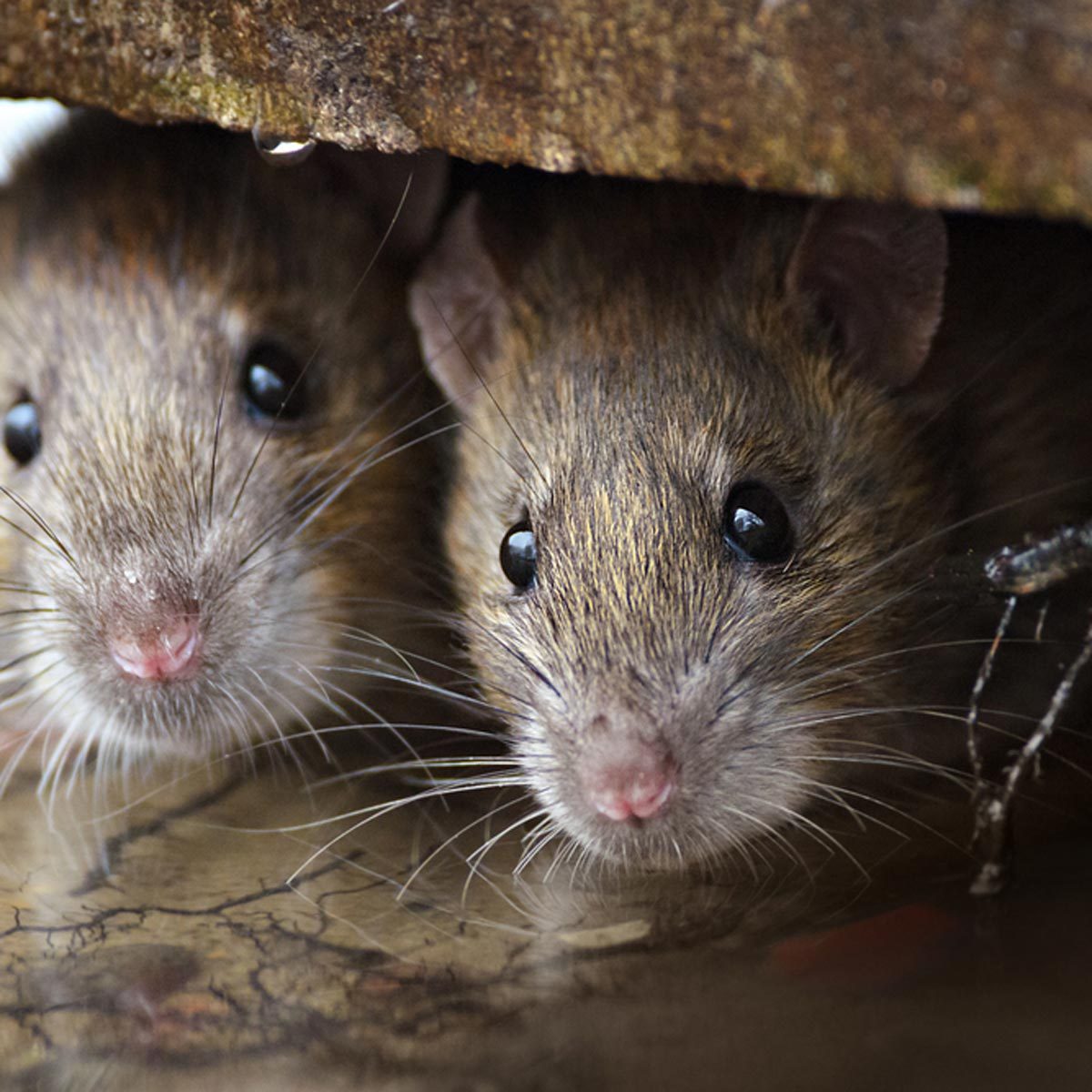 Two small rodents peek out from beneath a wooden structure, their whiskers and shiny black eyes visible against a reflective surface.