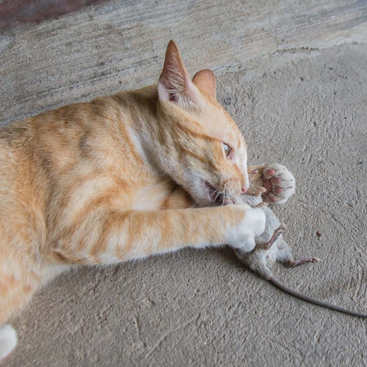 An orange cat plays with a captured mouse, gripping it with its paws while lying on a textured, light-colored surface.