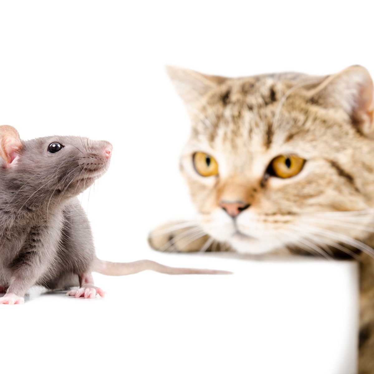 A gray mouse stands calmly while a focused cat approaches it, both placed against a plain white background, highlighting their interaction.