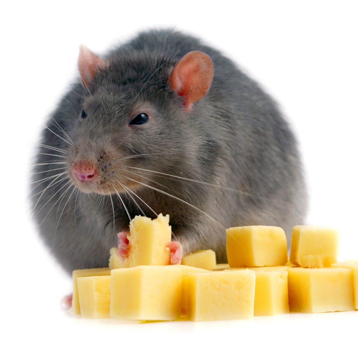 A gray rat holds a piece of cheese while sitting among several cubes of yellow cheese on a white background.