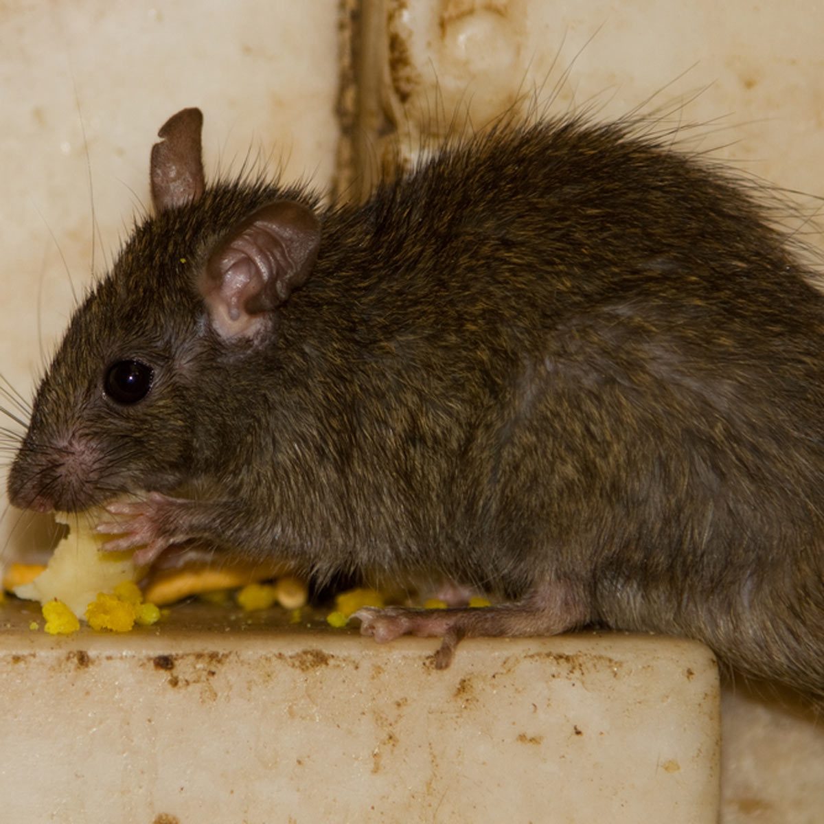 A small, brown rodent with large ears eats a piece of food while perched on a surface, surrounded by scattered crumbs and debris.