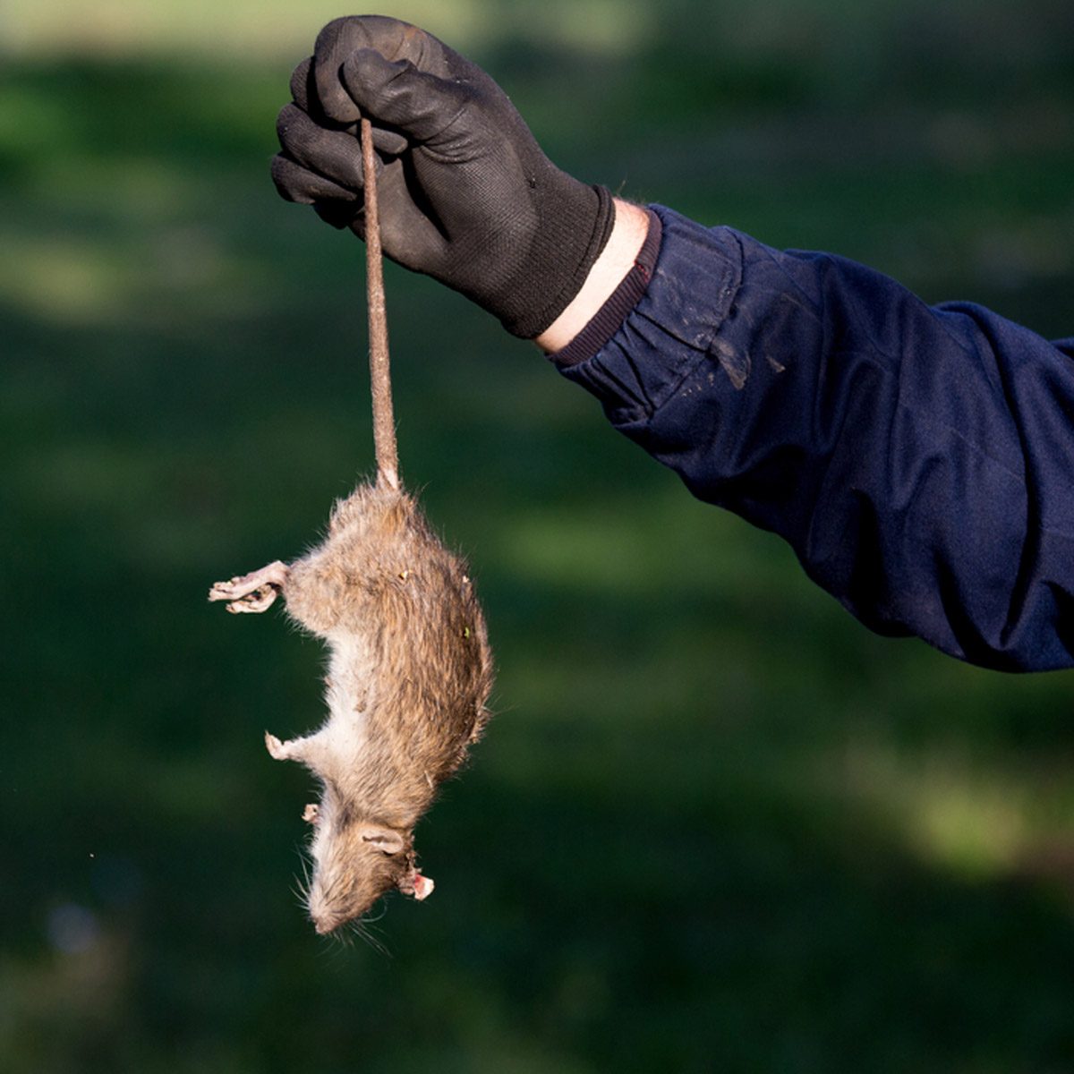 A gloved hand holds a small animal by its tail, suspended above a blurred green background, suggesting an outdoor setting.