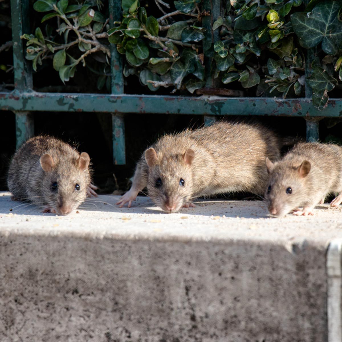 Three small brown rodents forage on a concrete surface, with green foliage and a metal fence in the background.