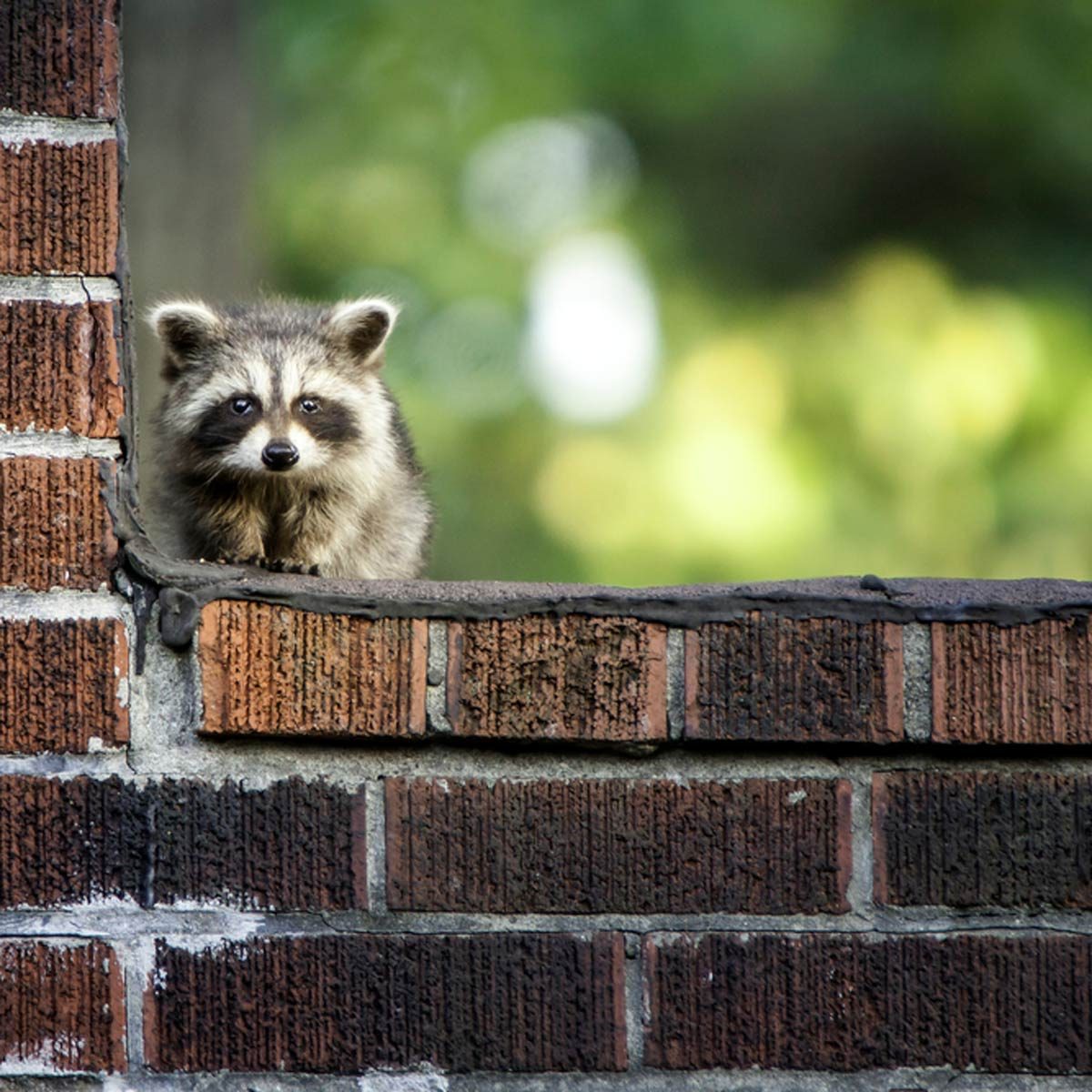 racoon