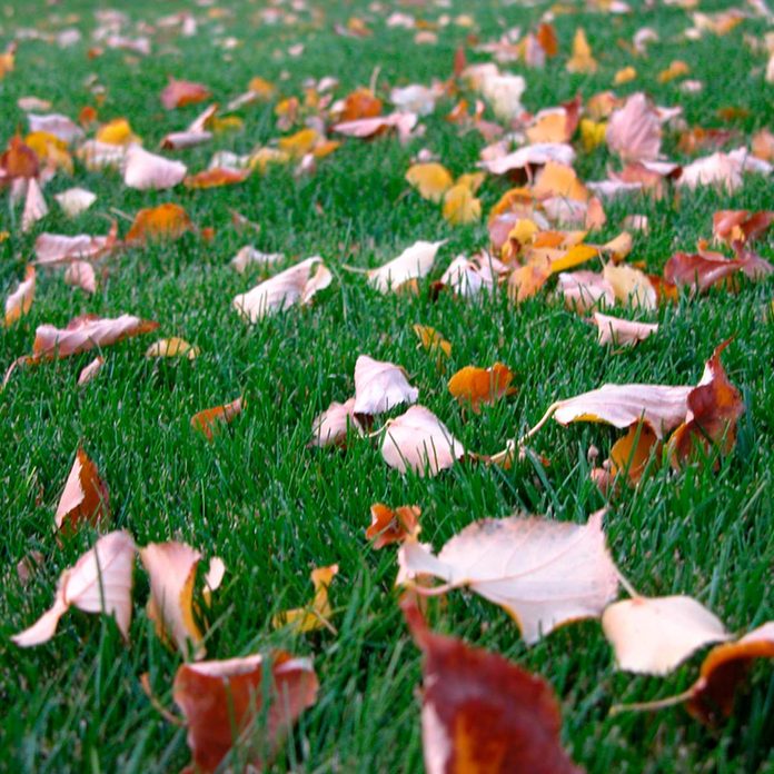 leaf