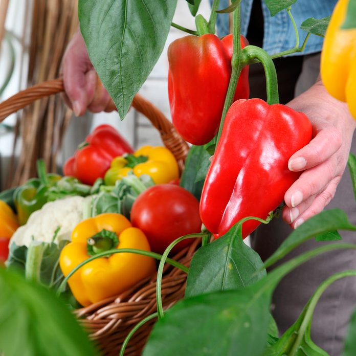 vegetable