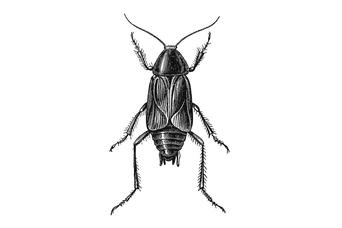 How To Identify and Get Rid of American Cockroaches