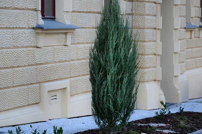 Juniper Tree