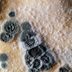 Everything You Should Know About Penicillium Mold