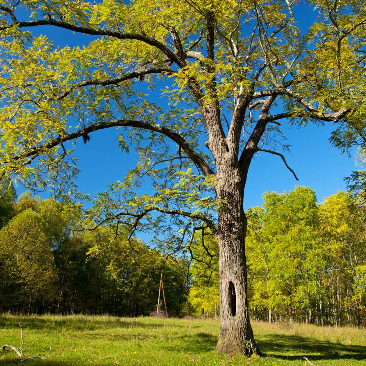 Black Walnut Tree