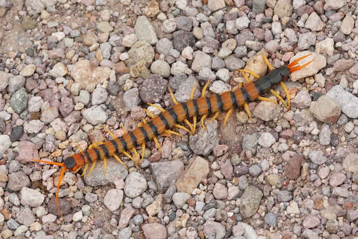 What To Know About Giant Centipedes