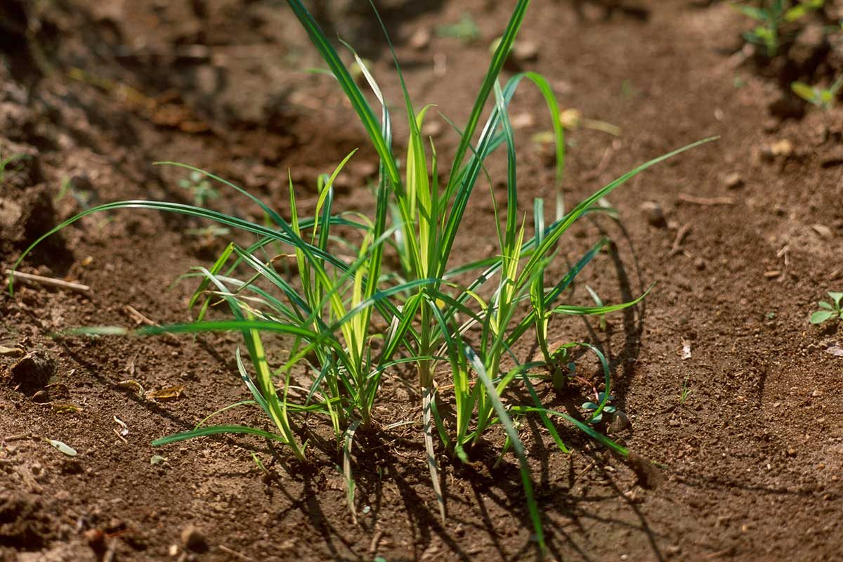 Nutsedge: What It Looks Like and the Best Ways to Control It