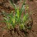 Nutsedge: What It Looks Like and the Best Ways to Control It