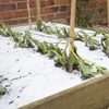 Winterize Your Vegetable Garden for Healthy Spring Growth