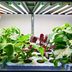 Grow Lights vs. Regular Light Bulbs: How They're Different
