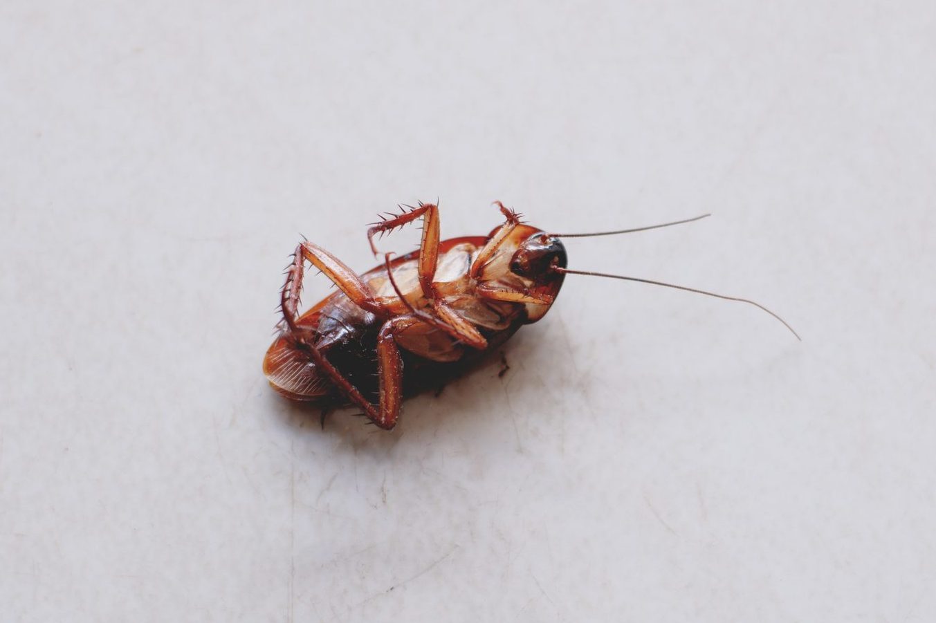 Boric Acid for Bugs: Is it Safe to Use in Your Home?
