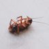 Boric Acid for Bugs: Is it Safe to Use in Your Home?