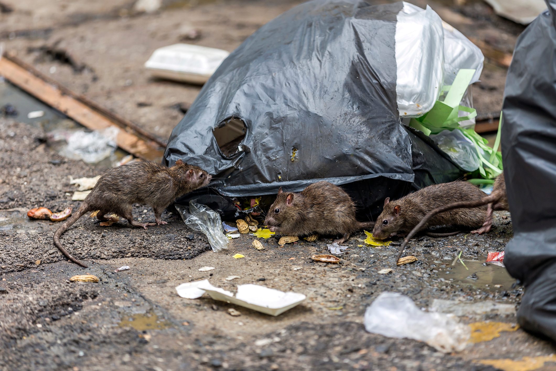 The Most Rat-Infested Cities in America