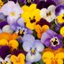 Growing Pansies the Right Way