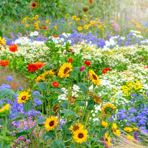 Colorful sunflowers and various flowers bloom vibrantly in a lush garden, creating a lively and bright atmosphere amidst a natural setting.