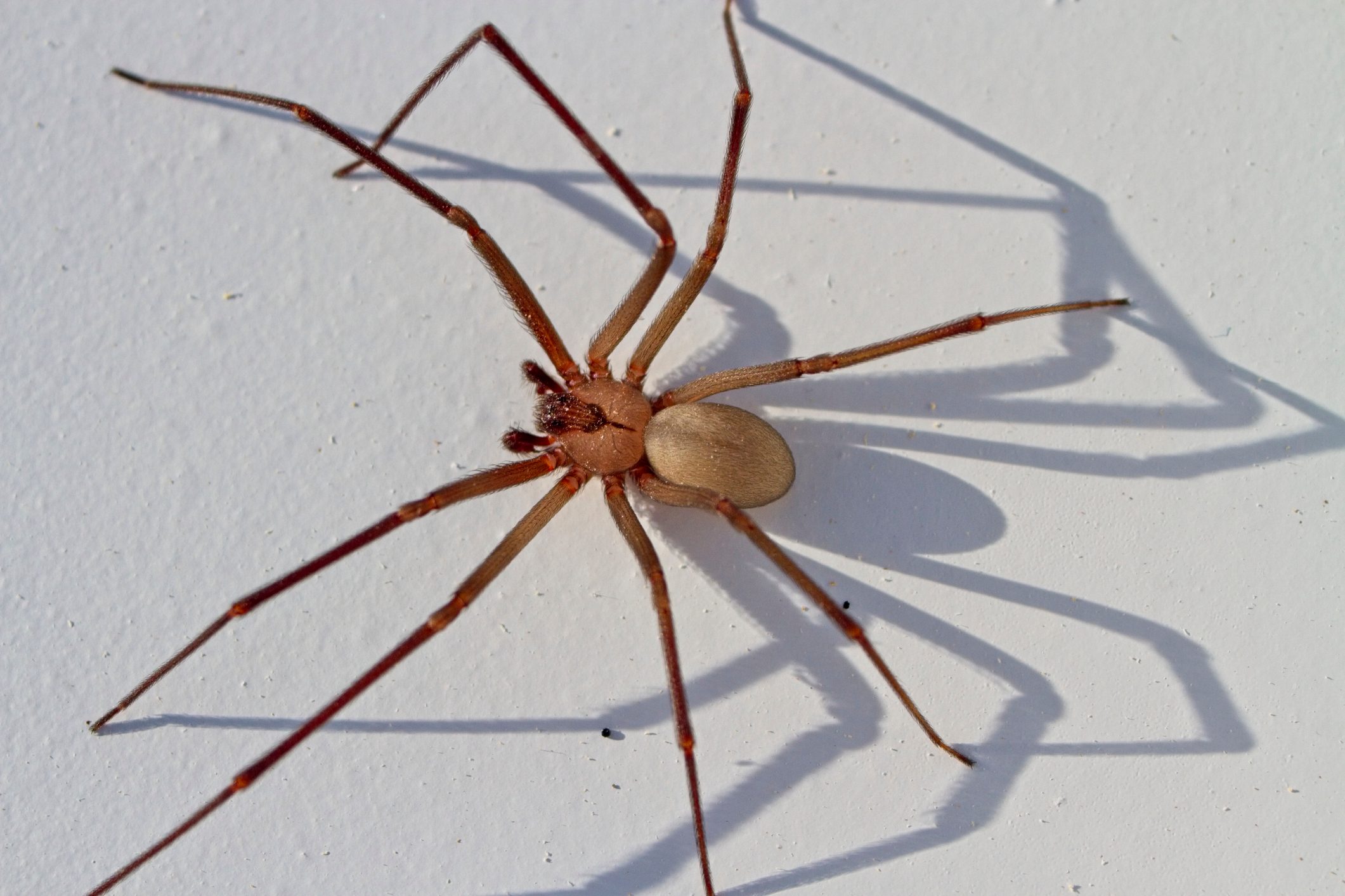 Homeowner’s Guide to Brown Recluse Spiders