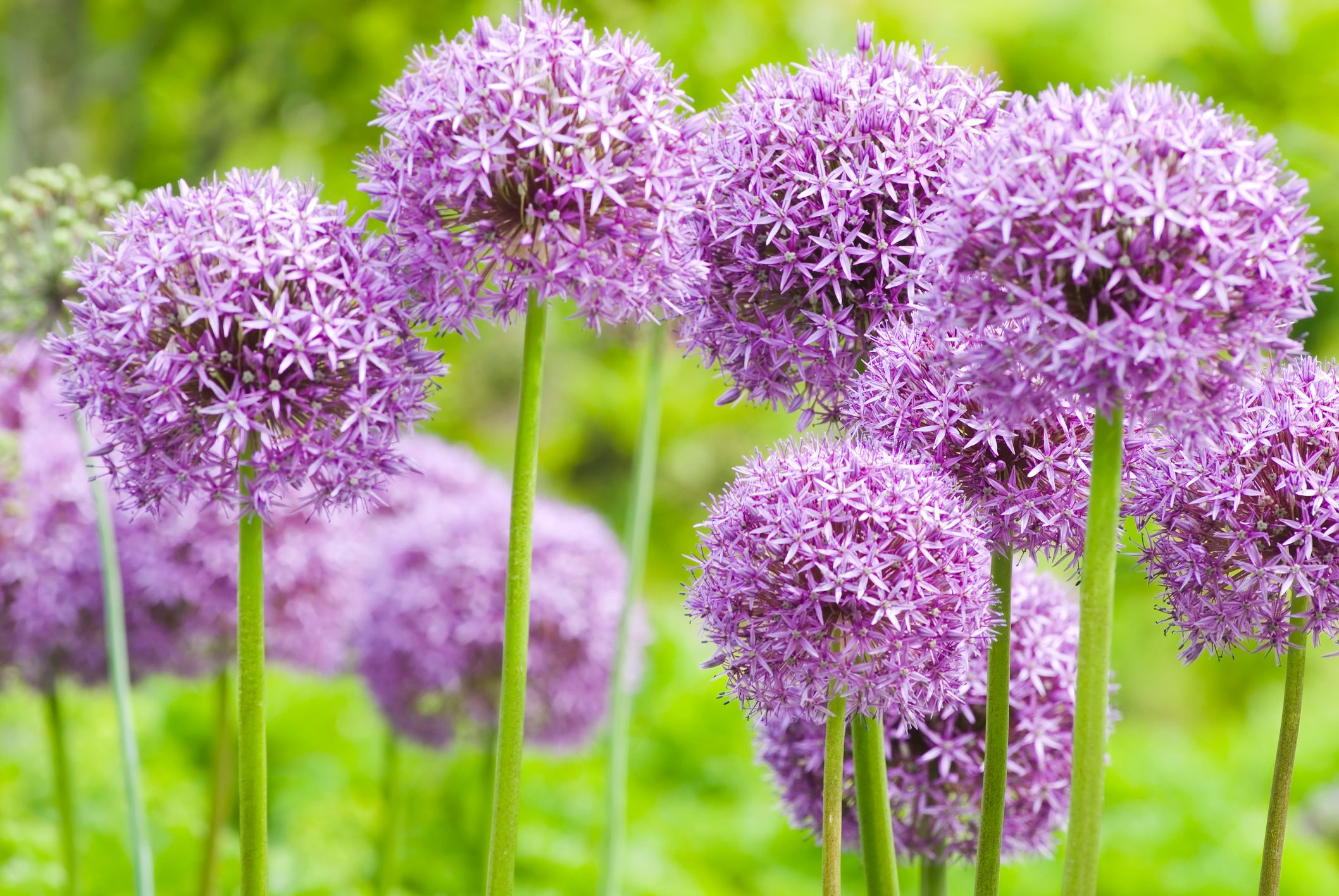 The Best Way to Grow Ornamental Onions