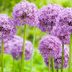 The Best Way to Grow Ornamental Onions