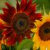 7 Beautiful Fall Sunflowers for Your Garden