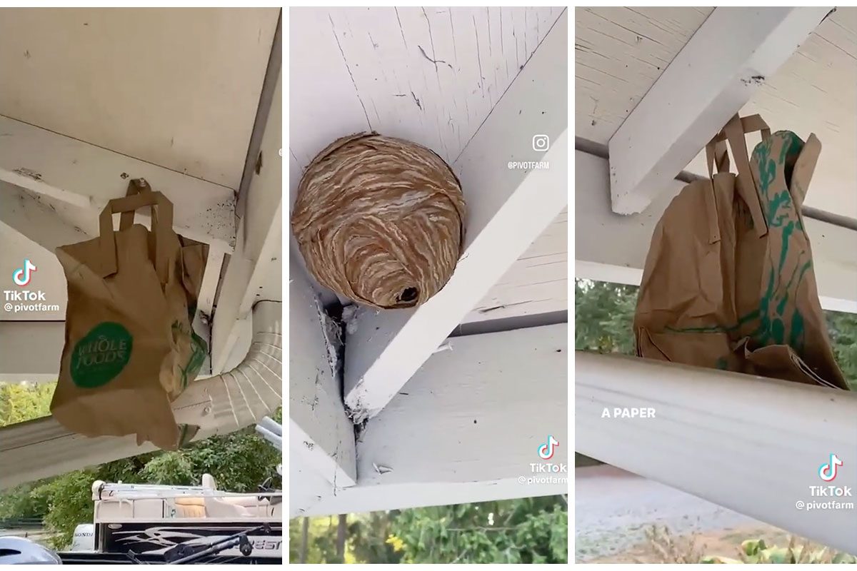 Paper Bag Wasp Decoy – A Natural Wasp Deterrent Trick