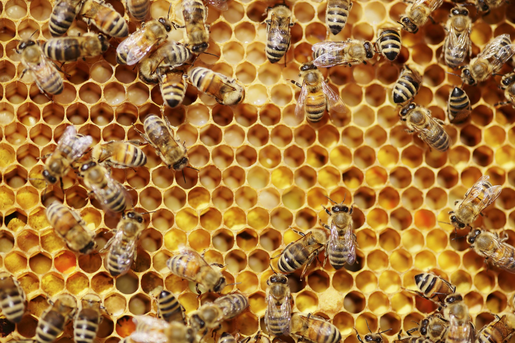 Here’s Why You Shouldn’t Put Up Honeybee Hives