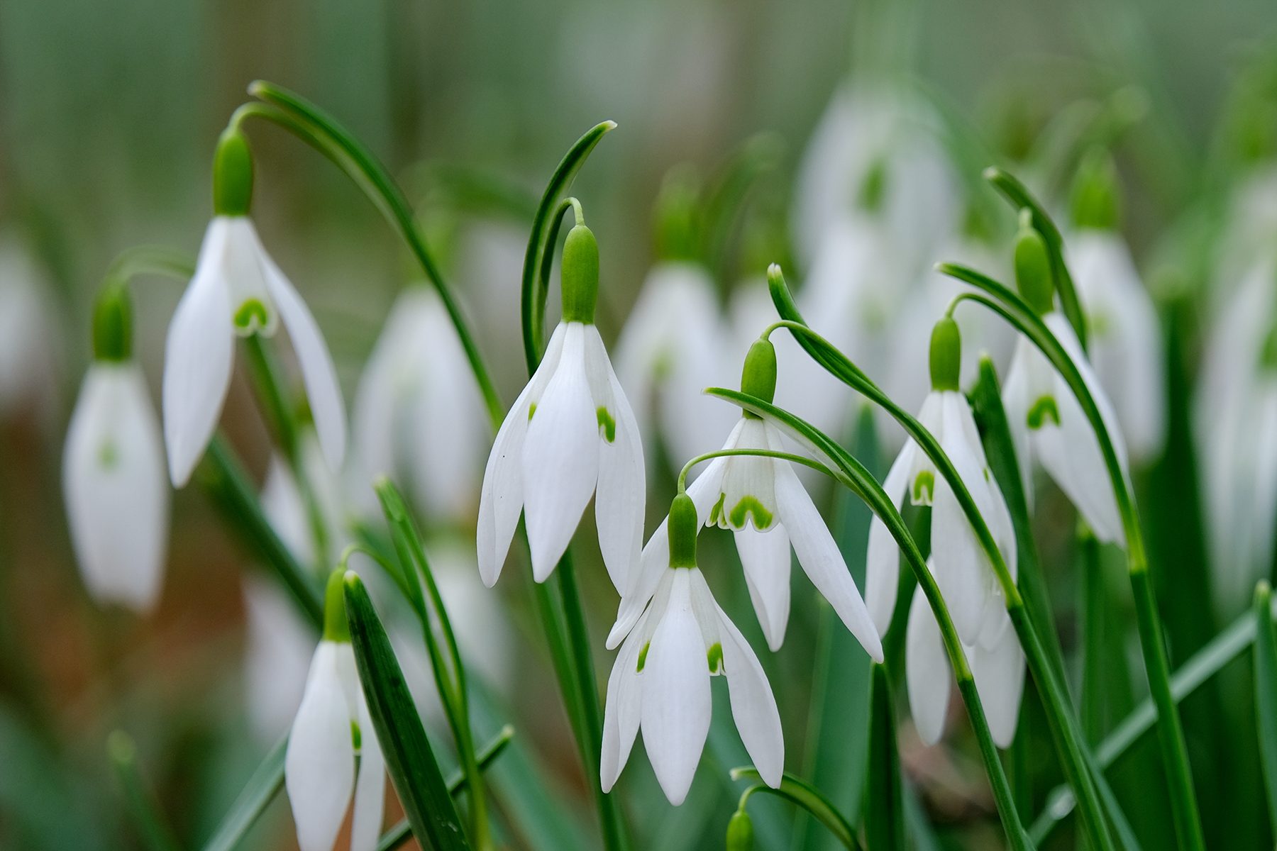 Growing Snowdrop Flowers – Step-by-Step Care Guide
