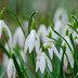 Growing Snowdrop Flowers – Step-by-Step Care Guide