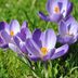 Plant Crocuses in Your Lawn in Fall for Spring Flowers
