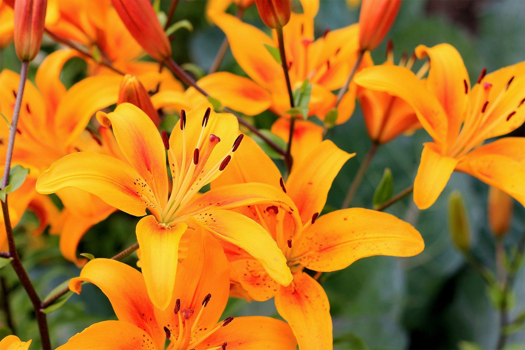 8 Bulbs To Plant In Spring Gettyimages 1164731745