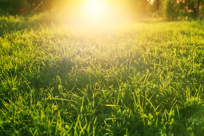 green grass with bright sun during the heat wave