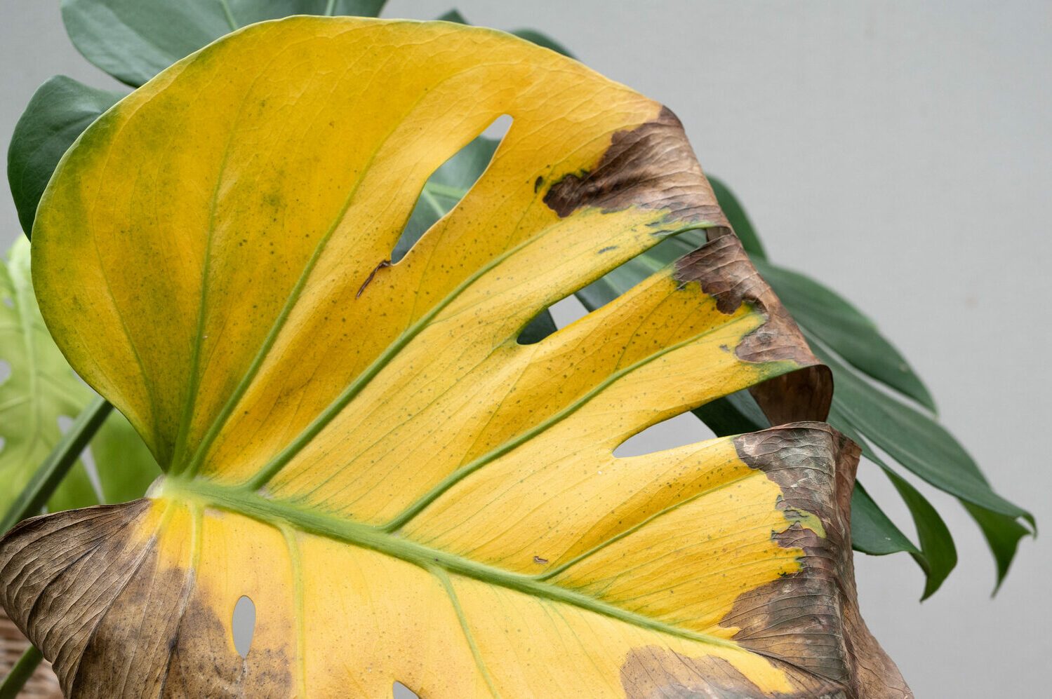 Monstera Health Check: Signs Your Plant Is Sick