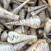 The Foolproof Method for Harvesting Horse Radish the Right Way