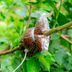 If You See a Bag of Dirt Tied to a Tree Branch, Here's What It Means