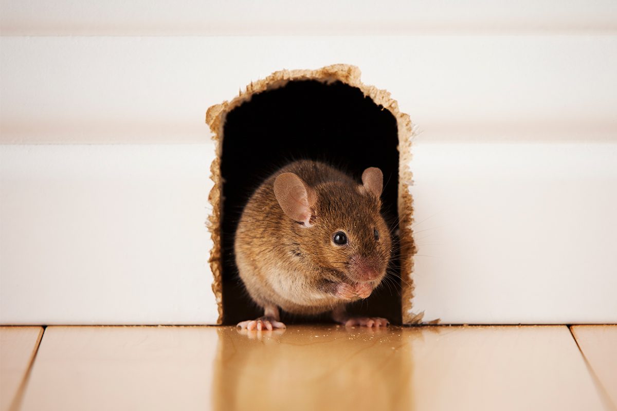 How to Keep Mice Out of Your House – Simple DIY Tips