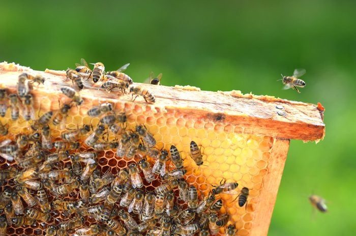 Beegettyimages 530799131