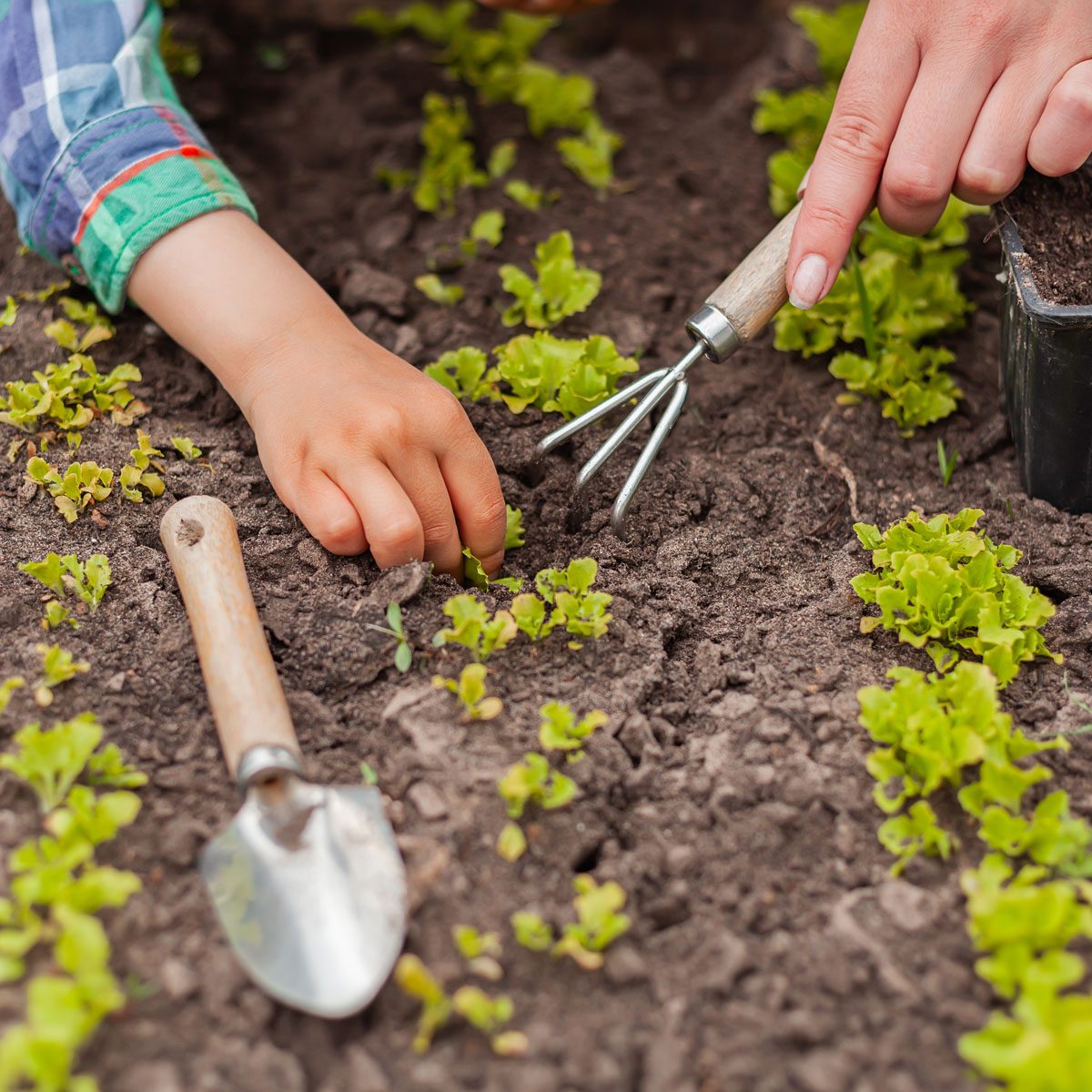 10 Gardening Myths You Shouldn’t Believe